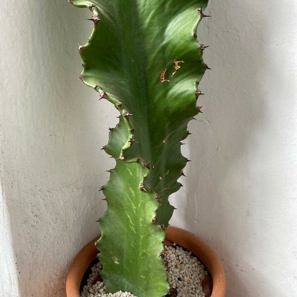 Euphorbia abyssinica Leht