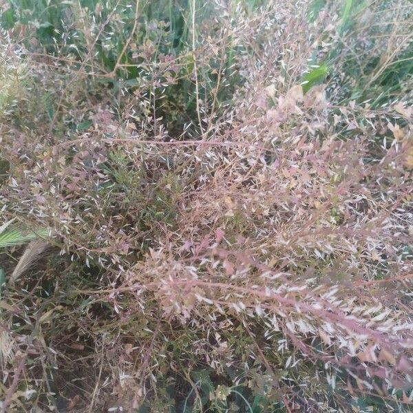 Lepidium ruderale Leaf