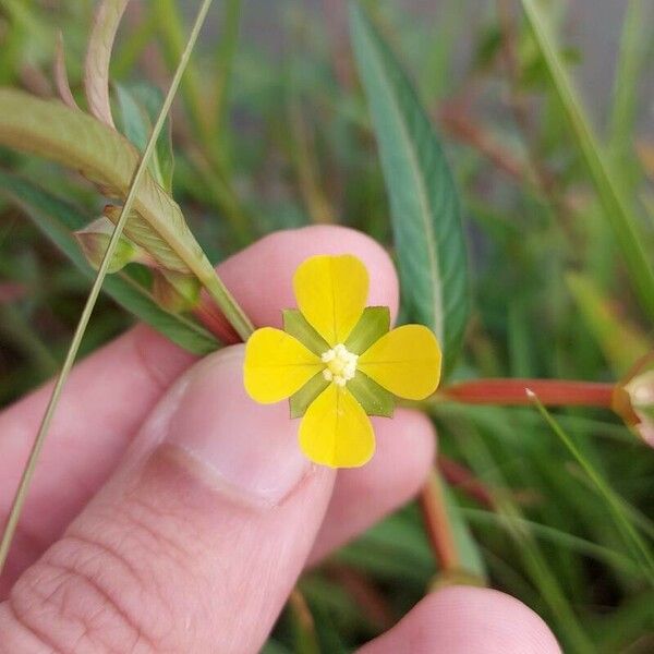 Ludwigia octovalvis Blüte