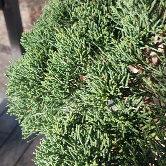 Juniperus chinensis Foglia