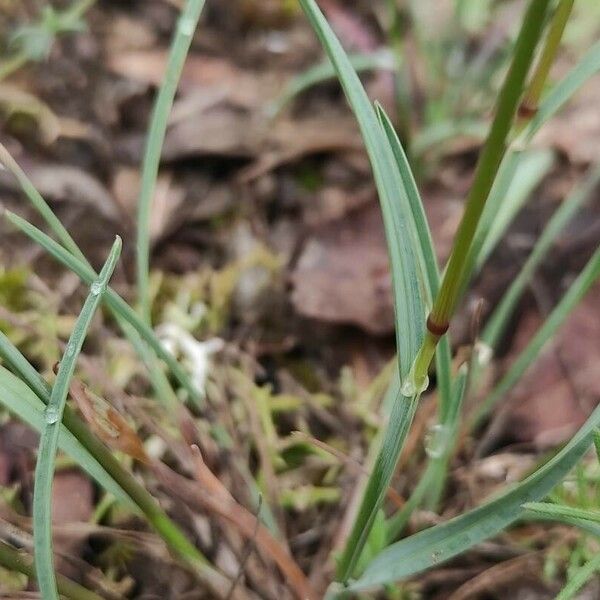 Helictochloa bromoides বাকল