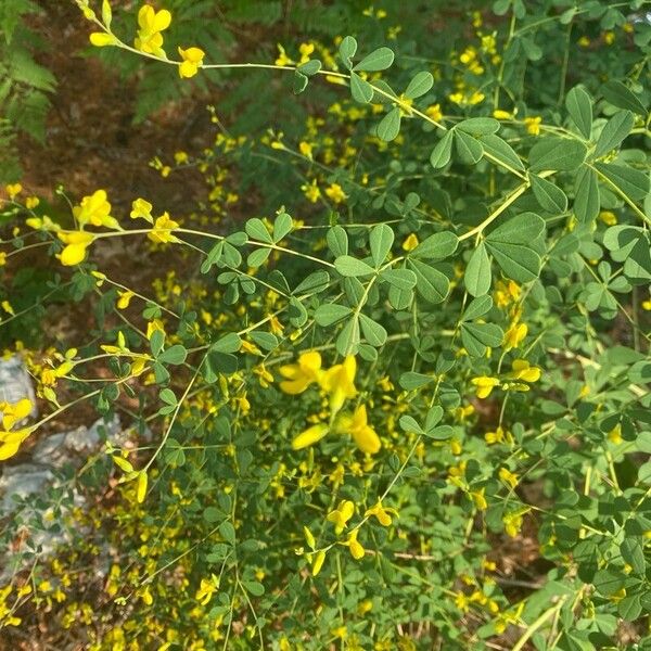 Baptisia tinctoria Lehti