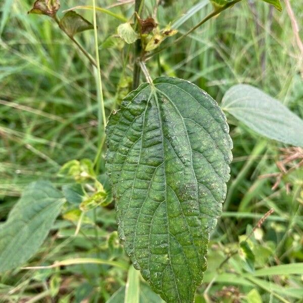 Acalypha australis Liść