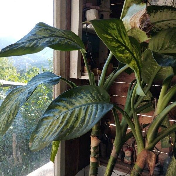 Dieffenbachia seguine Levél