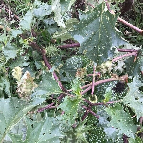 Datura ferox Leaf