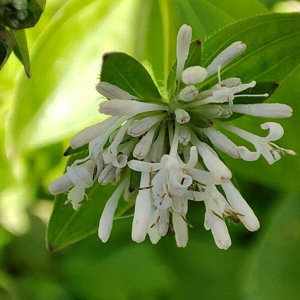Asperula taurina Квітка