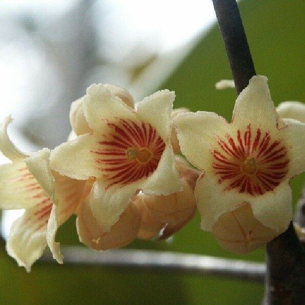 Acropogon paagoumenensis Flower