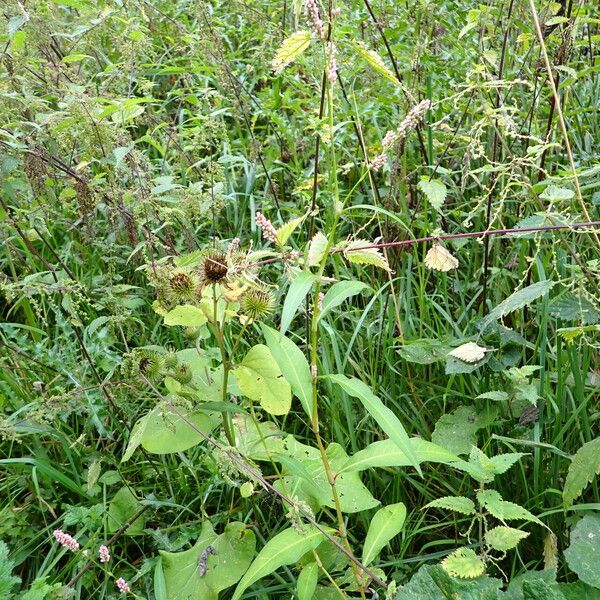 Persicaria maculosa Autre