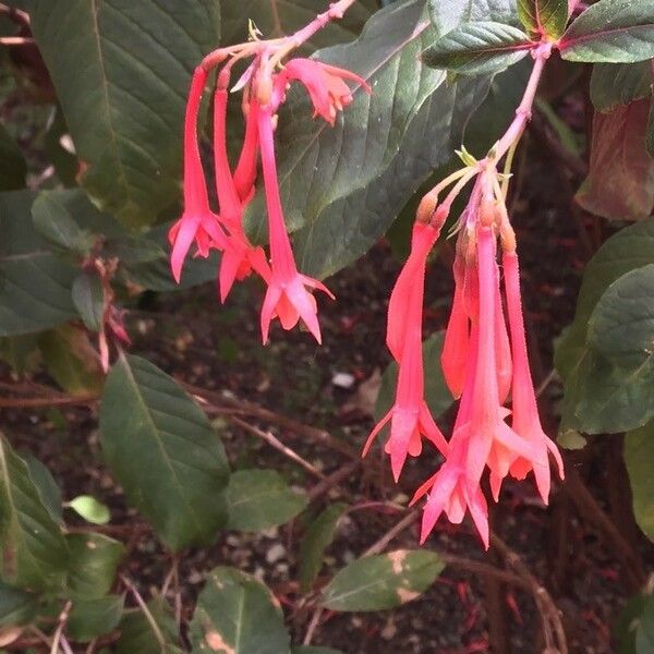 Fuchsia triphylla Bloem