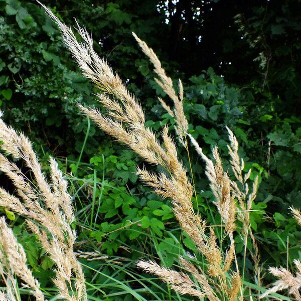 Calamagrostis epigejos 果實