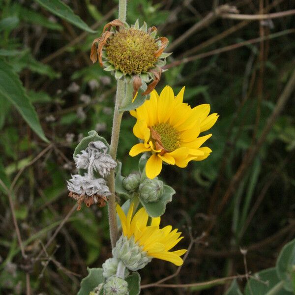 Helianthus mollis 花