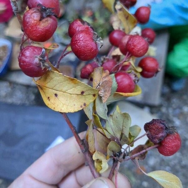 Malus hupehensis Folla