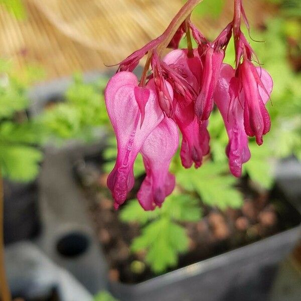 Dicentra eximia Floare