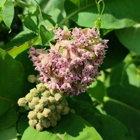 Asclepias syriaca Blomst