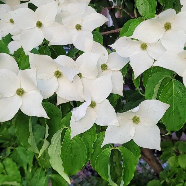 Cornus kousa Kukka