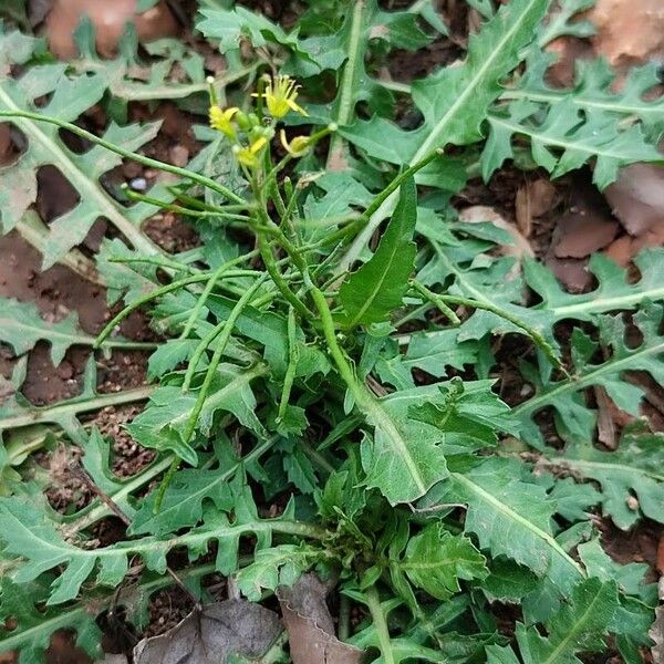 Sisymbrium irio Habitus