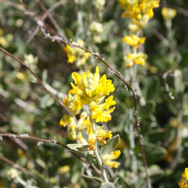 Anthyllis cytisoides 花