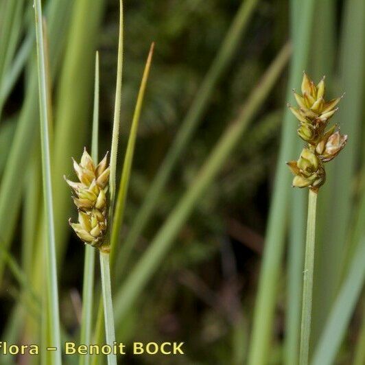 Carex heleonastes Muu