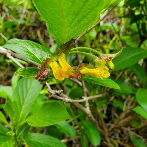 Lonicera involucrata ᱵᱟᱦᱟ