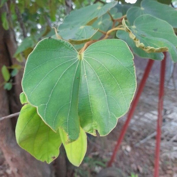 Piliostigma thonningii Leaf