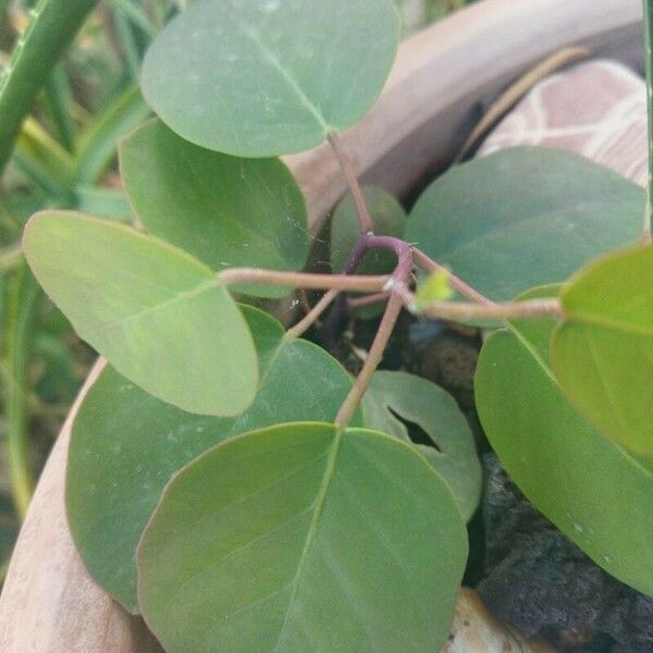 Capparis spinosa Blad