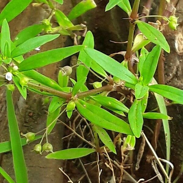 Oldenlandia corymbosa Blad