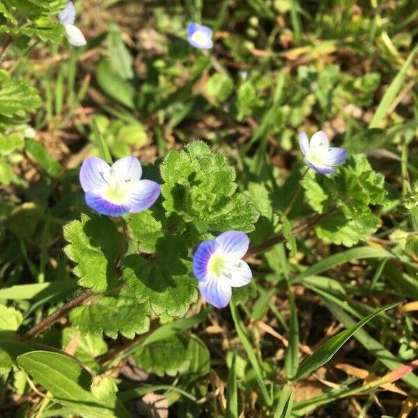 Veronica persica Λουλούδι