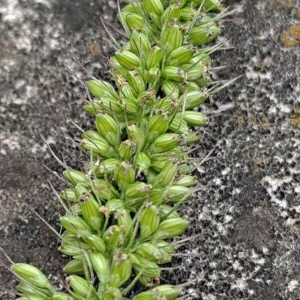 Setaria verticillata Λουλούδι