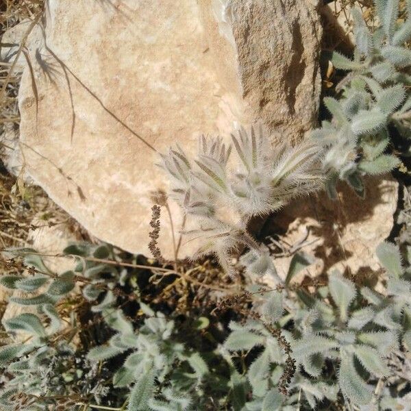 Echium angustifolium Arall