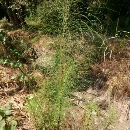 Equisetum telmateia Хабит