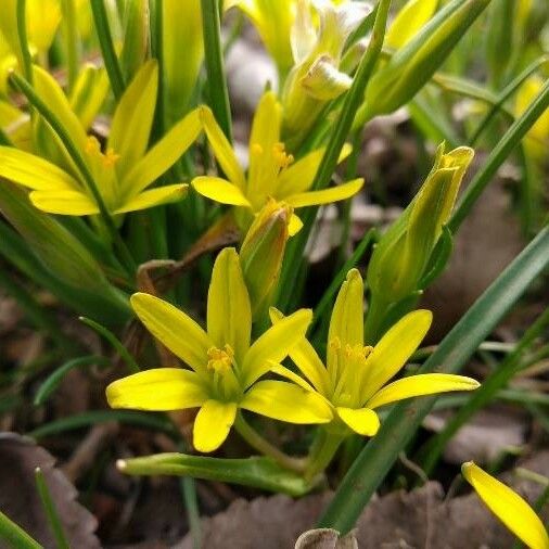 Gagea pratensis Floro