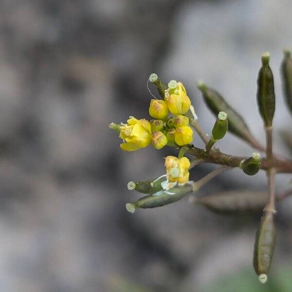 Rorippa palustris Bloem