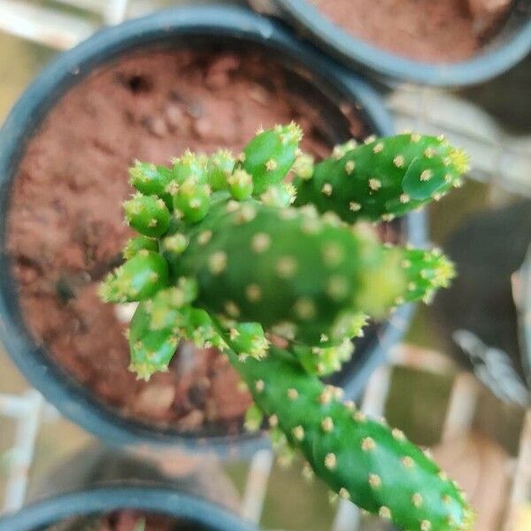 Opuntia monacantha Fuelha