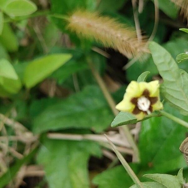 Physalis angulata Floro