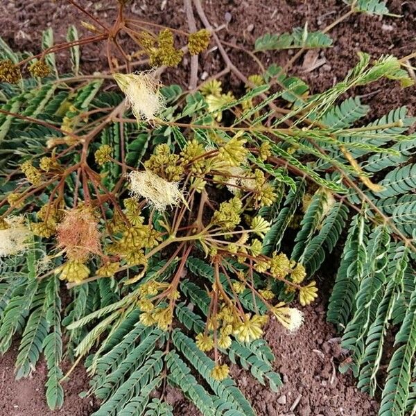 Albizia carbonaria Leaf