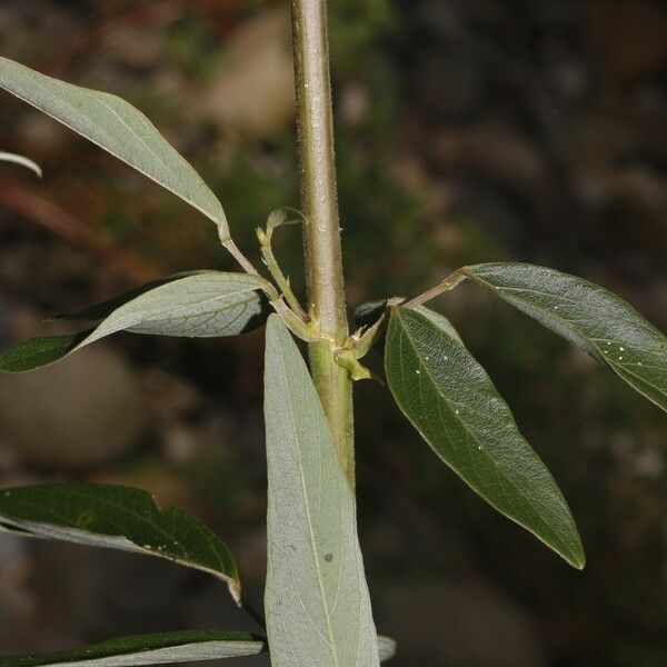 Desmodium cajanifolium Lehti