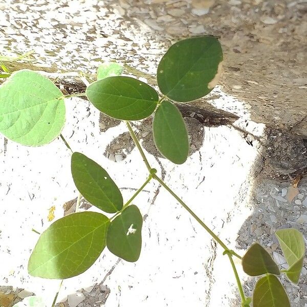 Desmodium tortuosum Leaf