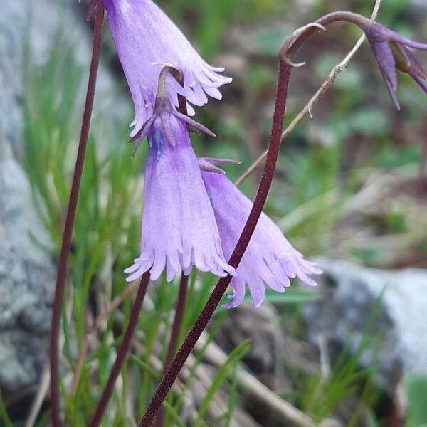 Soldanella pusilla फूल