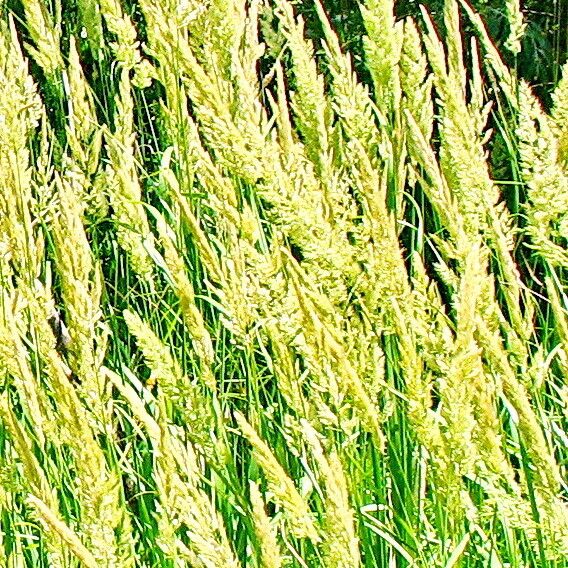 Calamagrostis pseudophragmites Цвят