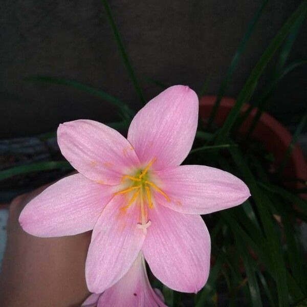 Zephyranthes robusta फूल