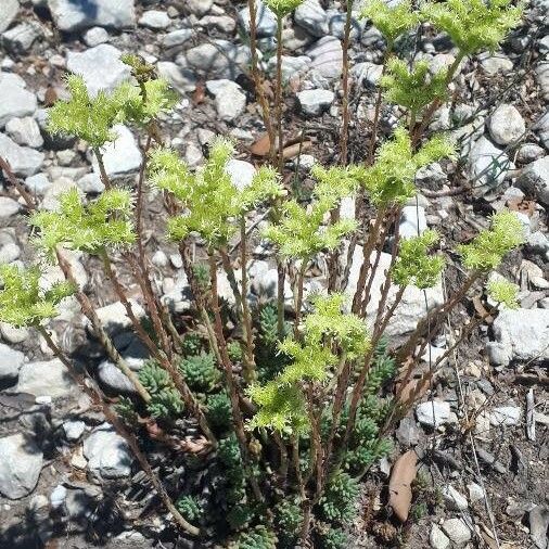 Sedum sediforme Цветок