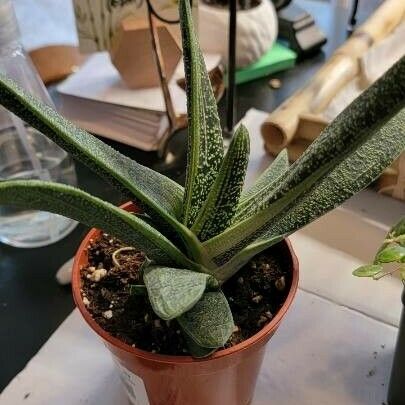 Gasteria batesiana Leaf