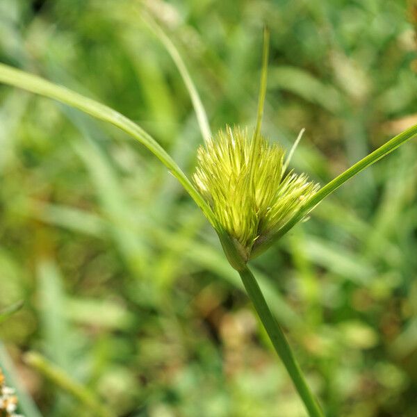 Carex bohemica Blomst