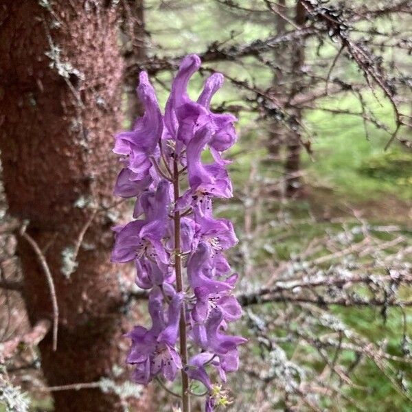 Aconitum septentrionale Õis