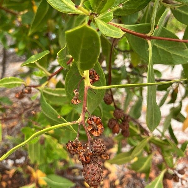 Conocarpus erectus 花