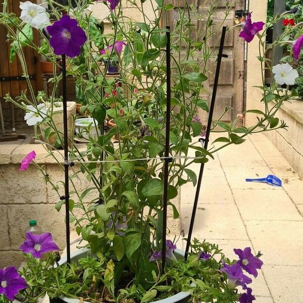 Petunia x atkinsiana Flors