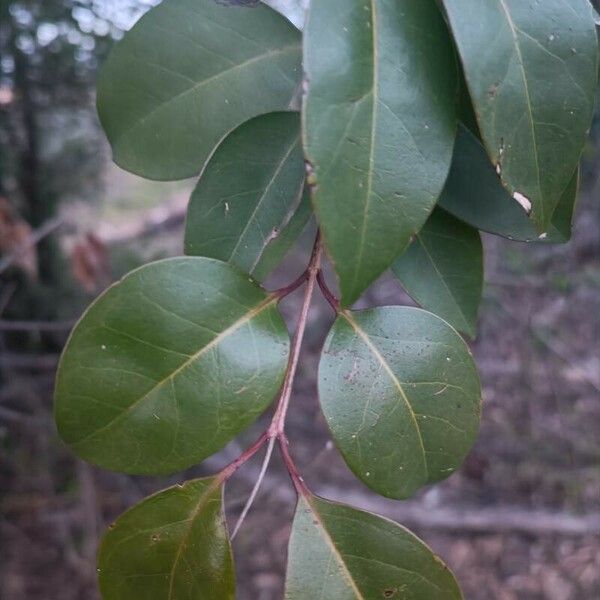 Ligustrum japonicum Leaf