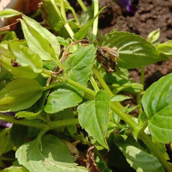 Torenia fournieri Leaf