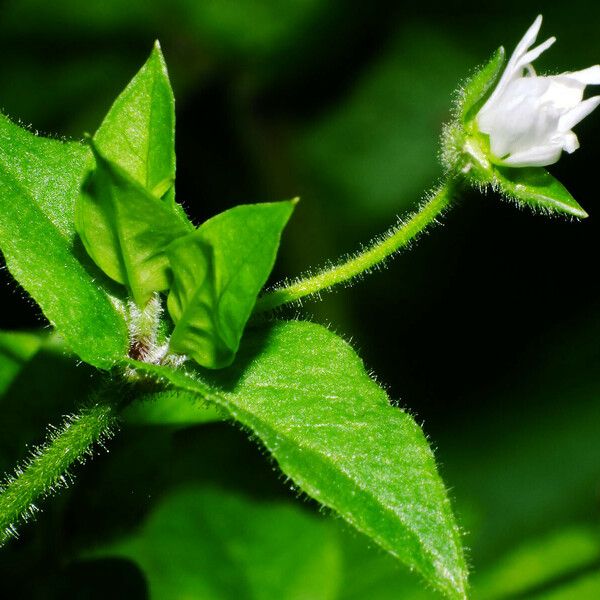 Stellaria aquatica Liść