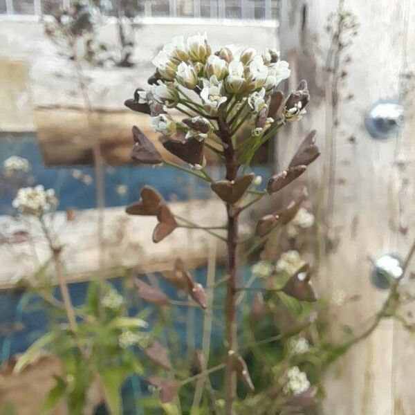 Capsella bursa-pastoris Frugt